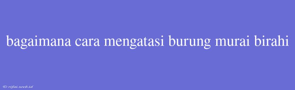 Bagaimana Cara Mengatasi Burung Murai Birahi