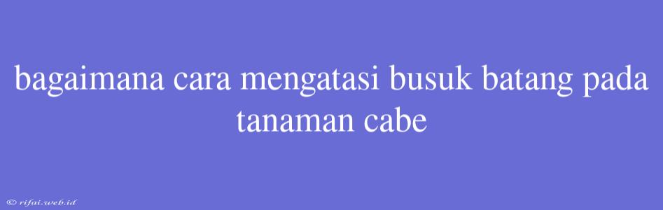 Bagaimana Cara Mengatasi Busuk Batang Pada Tanaman Cabe