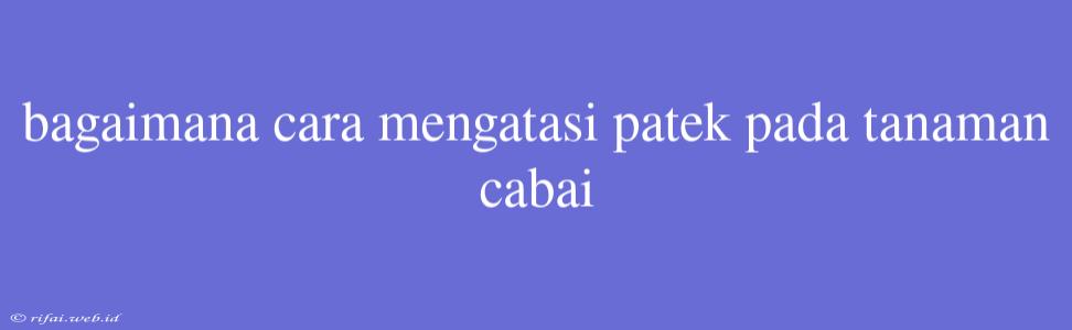 Bagaimana Cara Mengatasi Patek Pada Tanaman Cabai