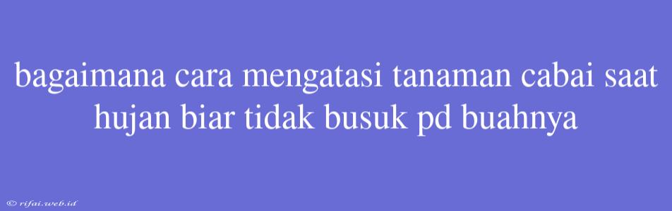 Bagaimana Cara Mengatasi Tanaman Cabai Saat Hujan Biar Tidak Busuk Pd Buahnya