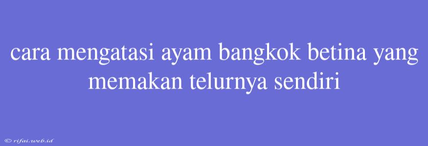 Cara Mengatasi Ayam Bangkok Betina Yang Memakan Telurnya Sendiri