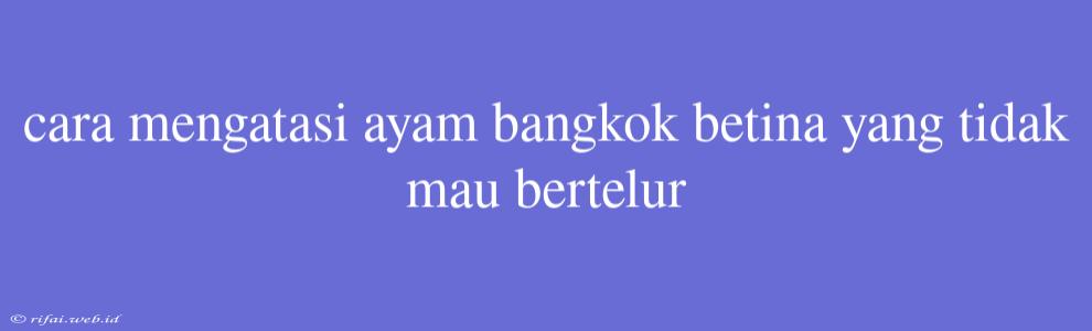 Cara Mengatasi Ayam Bangkok Betina Yang Tidak Mau Bertelur