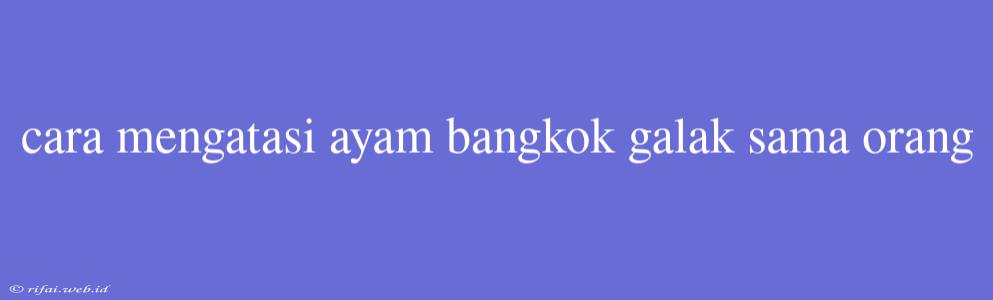 Cara Mengatasi Ayam Bangkok Galak Sama Orang