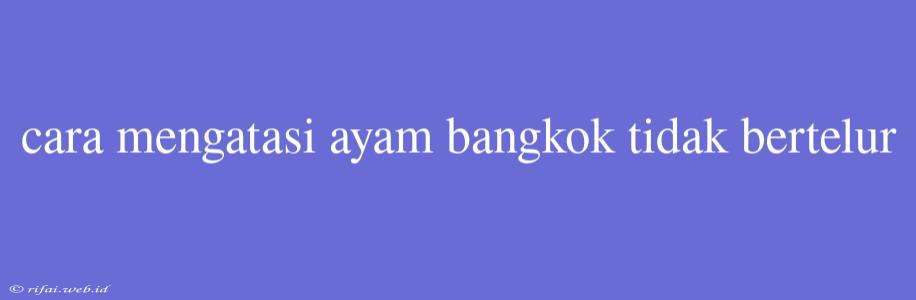 Cara Mengatasi Ayam Bangkok Tidak Bertelur