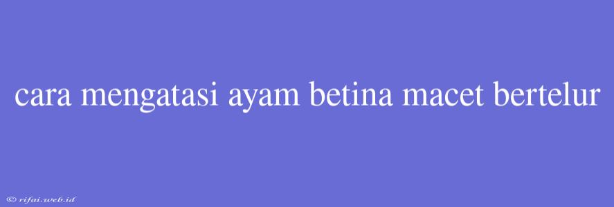 Cara Mengatasi Ayam Betina Macet Bertelur