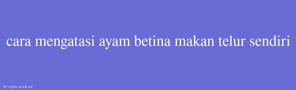 Cara Mengatasi Ayam Betina Makan Telur Sendiri