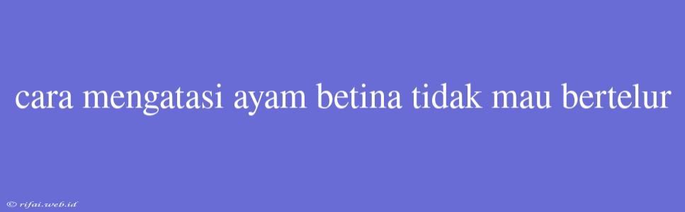 Cara Mengatasi Ayam Betina Tidak Mau Bertelur