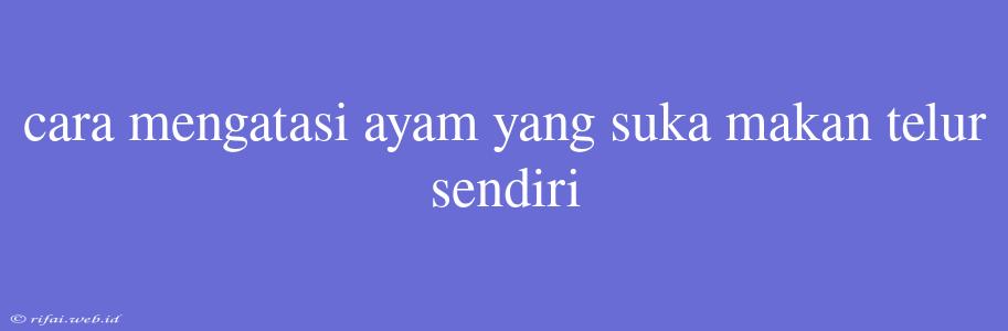 Cara Mengatasi Ayam Yang Suka Makan Telur Sendiri