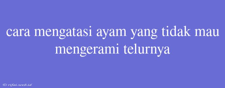 Cara Mengatasi Ayam Yang Tidak Mau Mengerami Telurnya