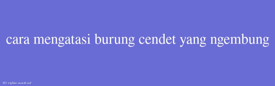 Cara Mengatasi Burung Cendet Yang Ngembung