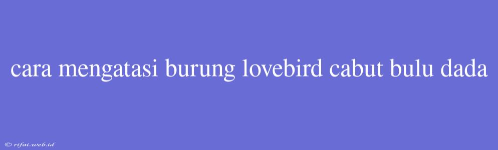 Cara Mengatasi Burung Lovebird Cabut Bulu Dada