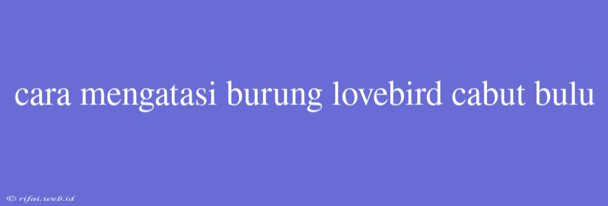 Cara Mengatasi Burung Lovebird Cabut Bulu