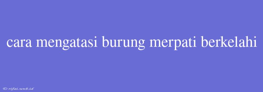 Cara Mengatasi Burung Merpati Berkelahi