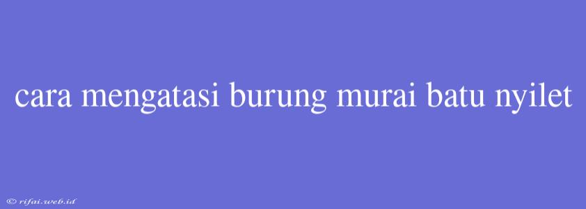 Cara Mengatasi Burung Murai Batu Nyilet