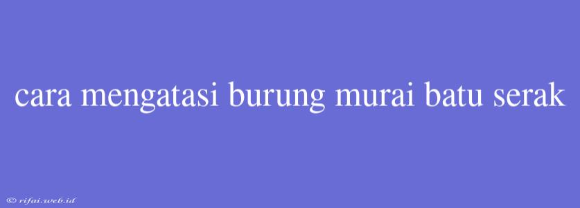 Cara Mengatasi Burung Murai Batu Serak