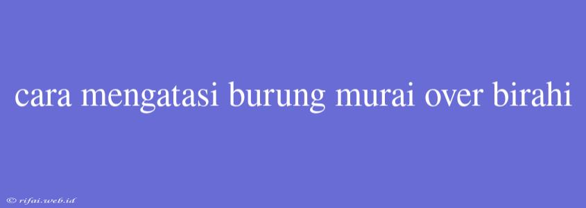 Cara Mengatasi Burung Murai Over Birahi