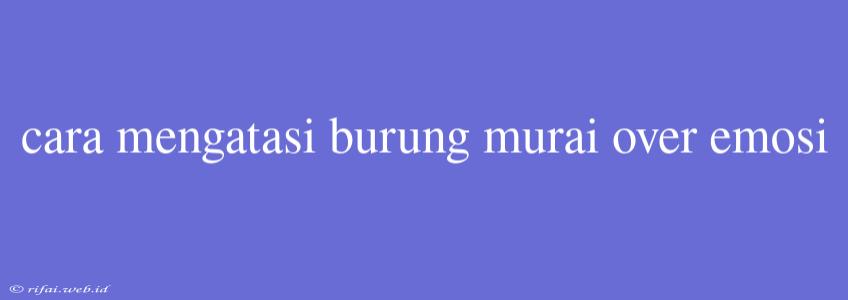 Cara Mengatasi Burung Murai Over Emosi