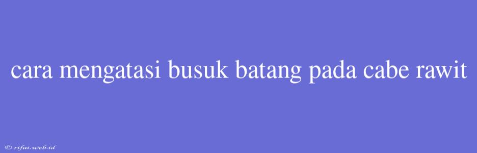 Cara Mengatasi Busuk Batang Pada Cabe Rawit