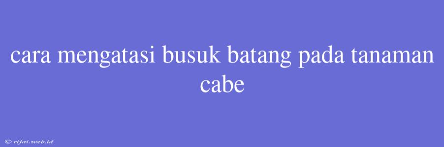 Cara Mengatasi Busuk Batang Pada Tanaman Cabe