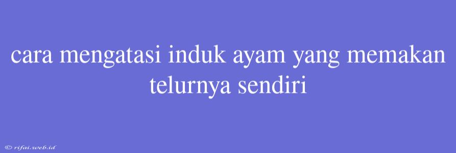 Cara Mengatasi Induk Ayam Yang Memakan Telurnya Sendiri