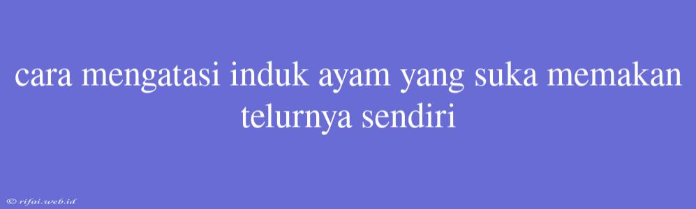 Cara Mengatasi Induk Ayam Yang Suka Memakan Telurnya Sendiri